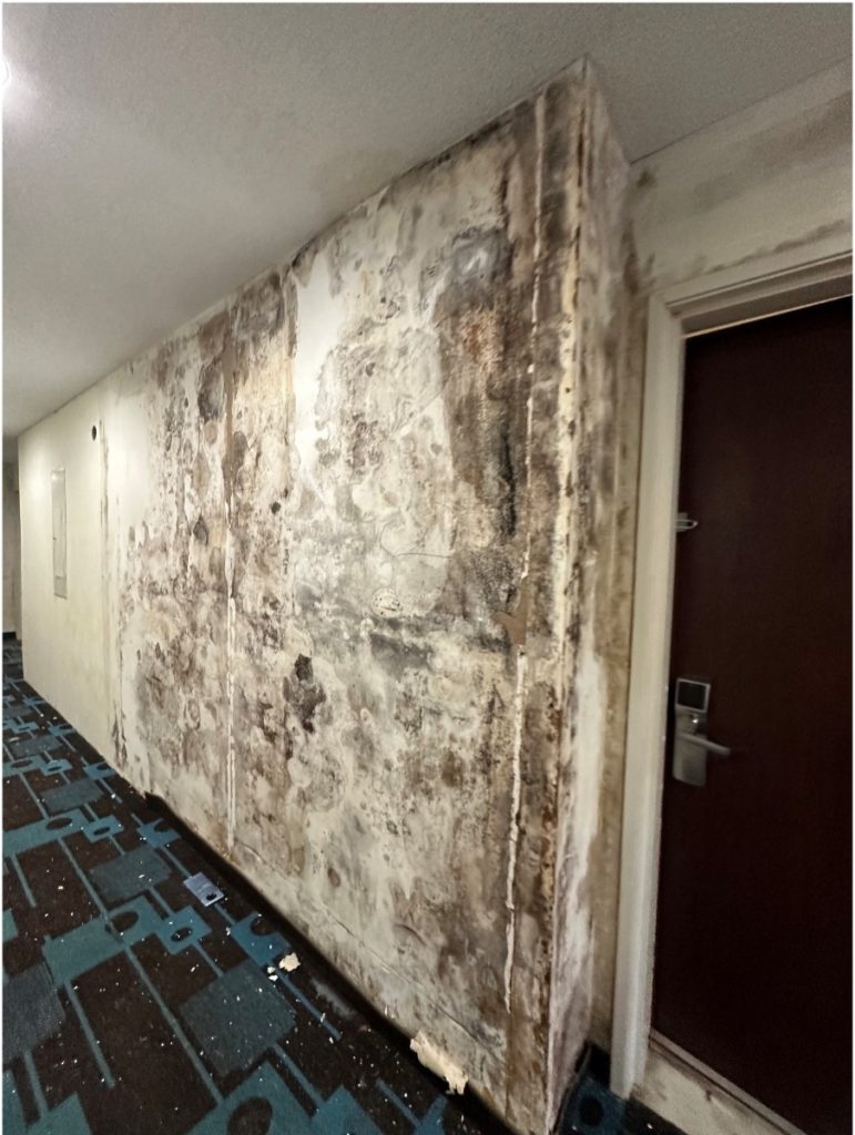 Level Three Mold Remediation