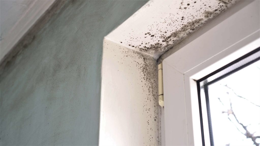 Level One Mold Remediation