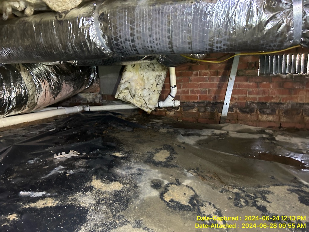 Mold In Crawlspace Requiring Professional Remediation